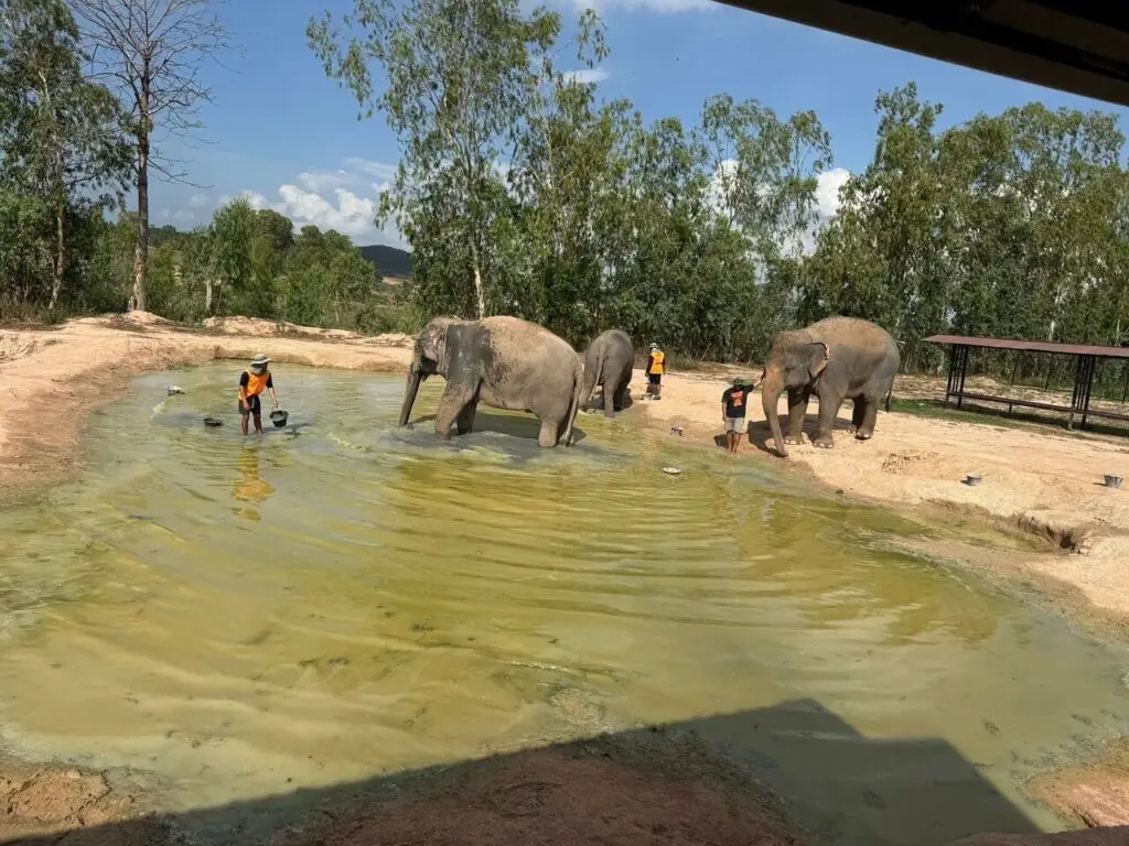 elephants bathing at the ethical elephant sanctuary tour in pattaya, seeing elephants in their natural environment is amazing