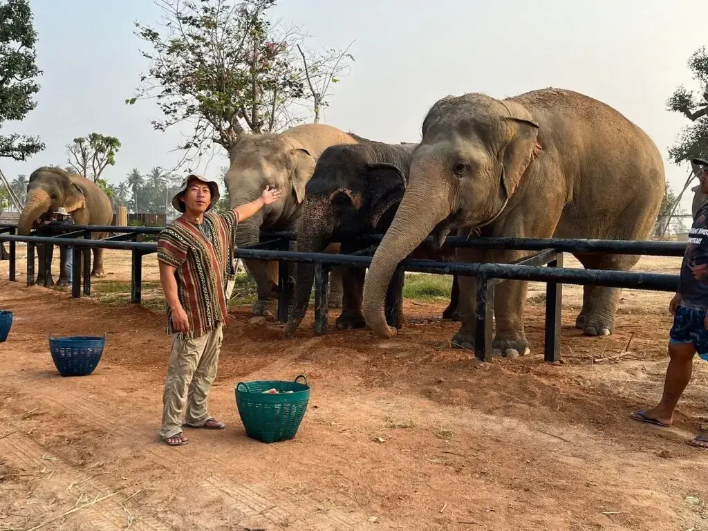 elephants lining up to be fed in pattaya, a fun thing to do in pattaya