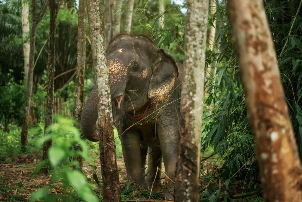 an elephant in nature at the elephant sanctuary tour in pattaya