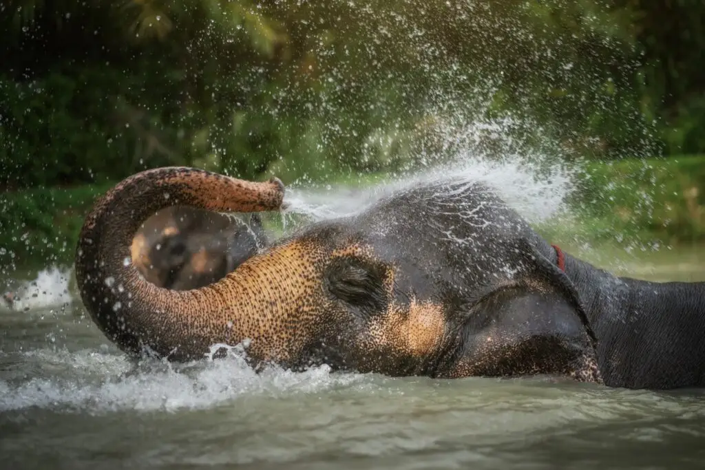 elephant swimming, enjoy watching elephants on the elephant sanctuary tour