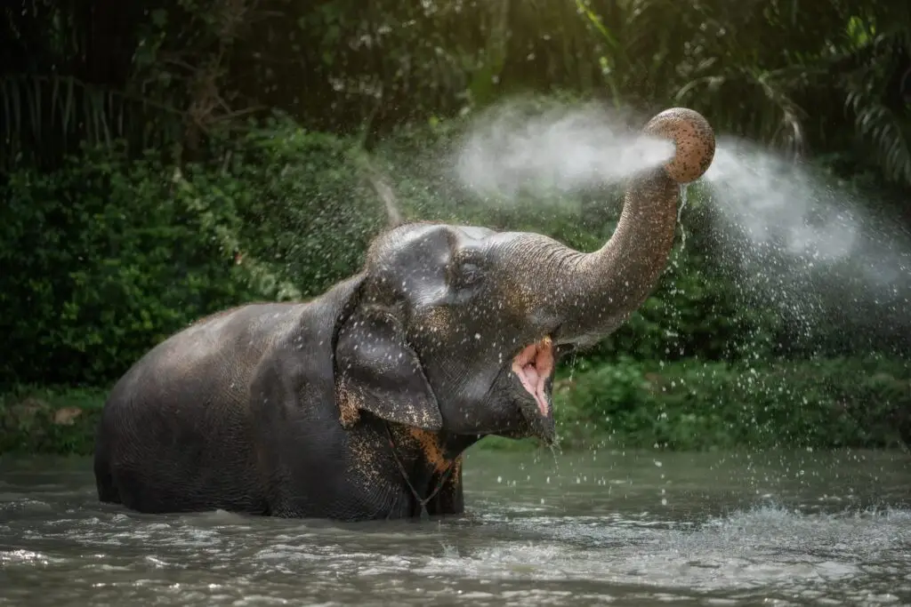 an elephant showering himself at the sanctuary, definitely the best family friendly activity in pattaya