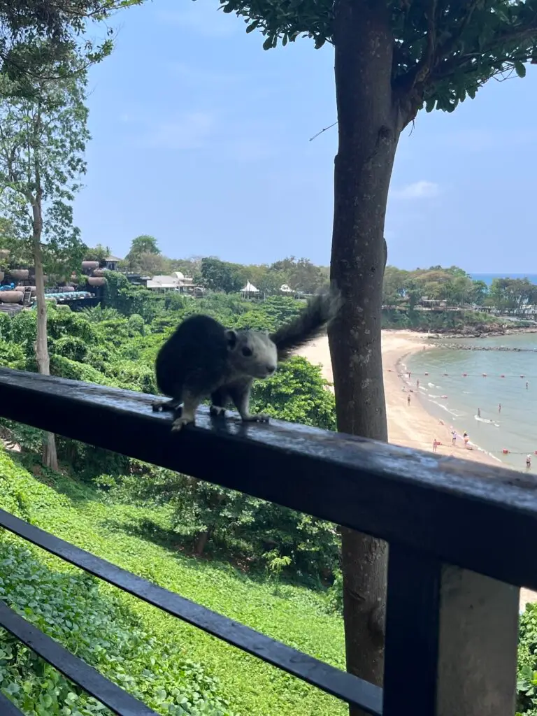 squirrel at the chocolate factory in pattaya