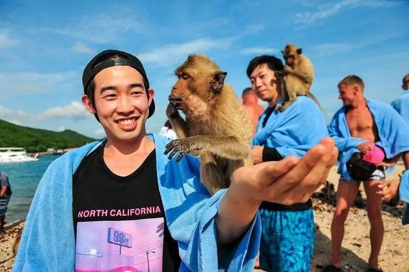 a monkey being held by a guest , a great activity in pattaya
