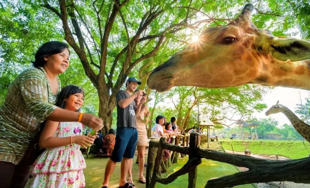 kid meeting a giraffe at the zoo in pattaya, looking for things to do in pattaya for kids, you found it