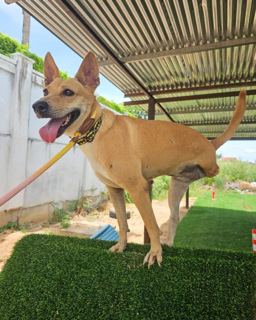 nok noi a disabled street dog at second chance in pattaya.